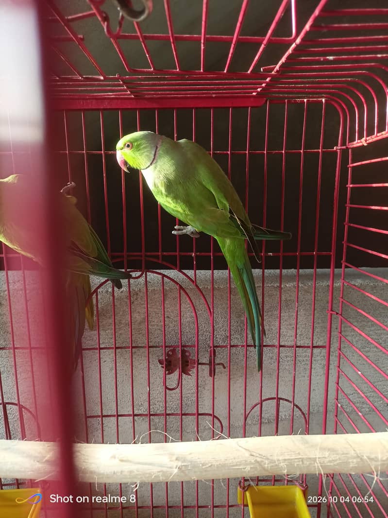 green ring or cocktail pairs 3