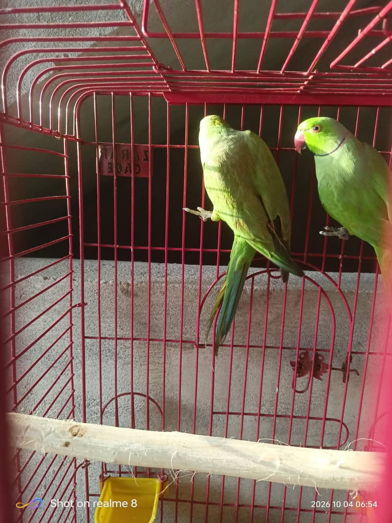 green ring or cocktail pairs 4