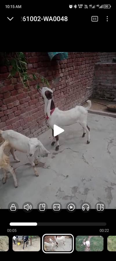 dasi bakra