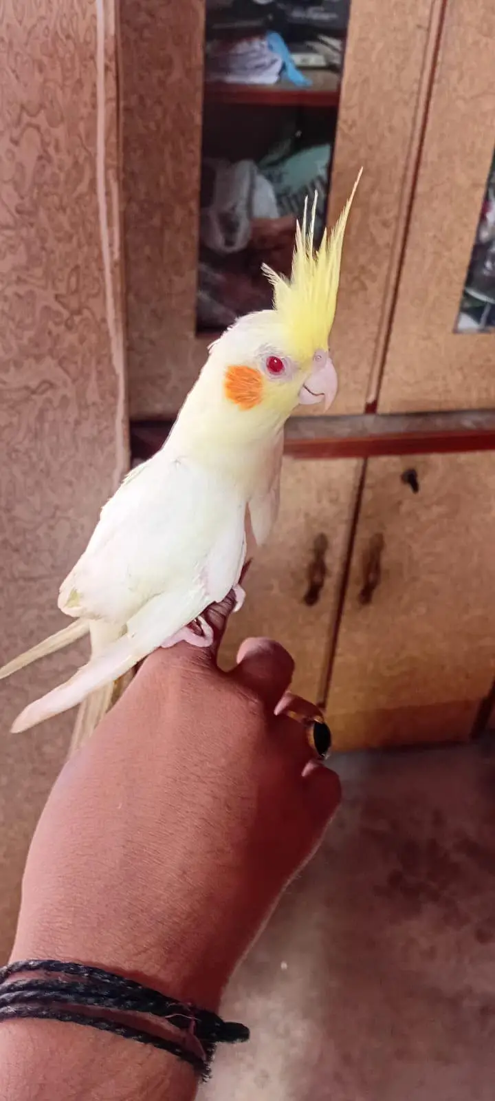 Cocktail Handtame Chicks and Ring Neck Breeder Pair — photo 4