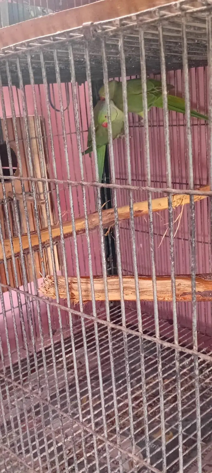 Cocktail Handtame Chicks and Ring Neck Breeder Pair — photo 11