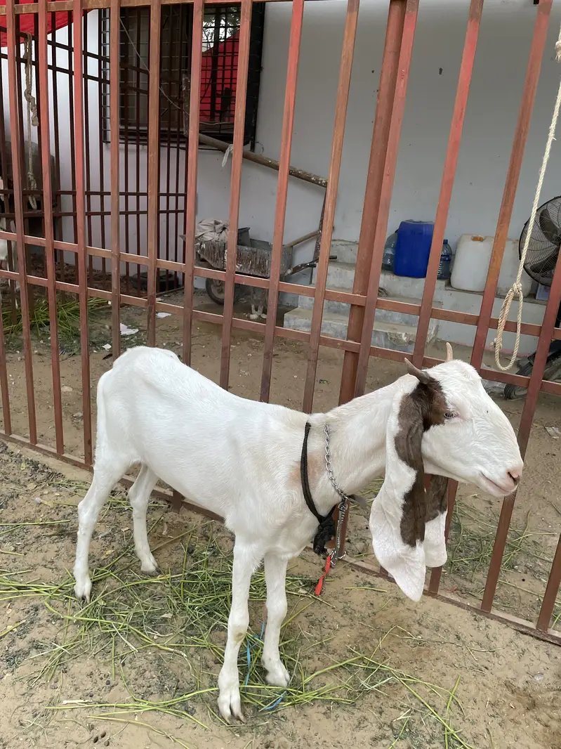 Gulabi kamori bakir urgent — photo 2