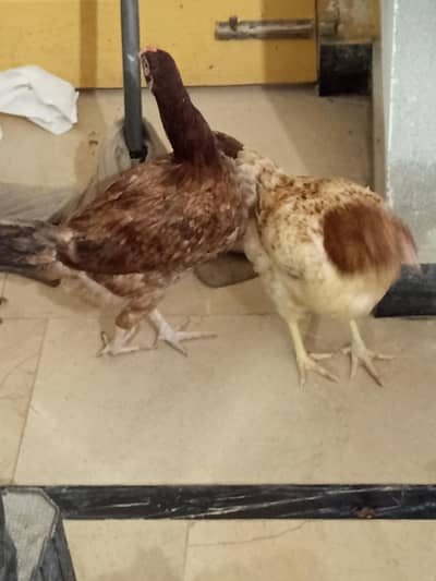 aseel murgi for sale