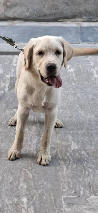 Labrador Female