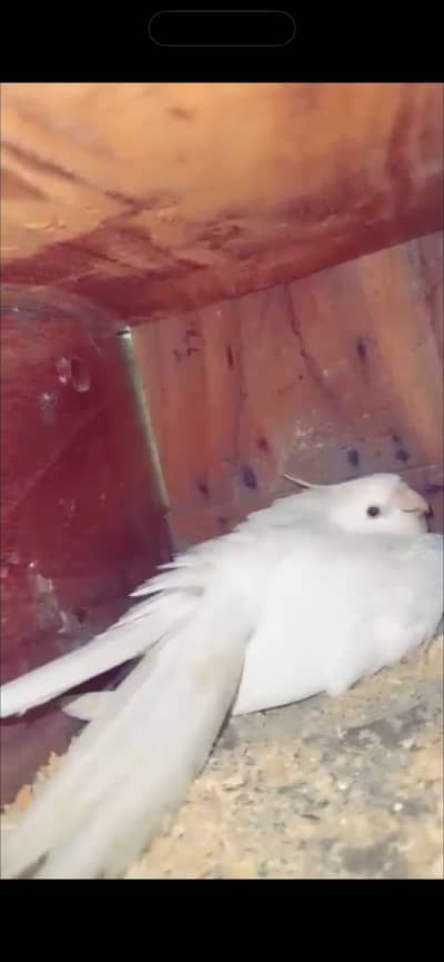 Eno cockatiel female breeder