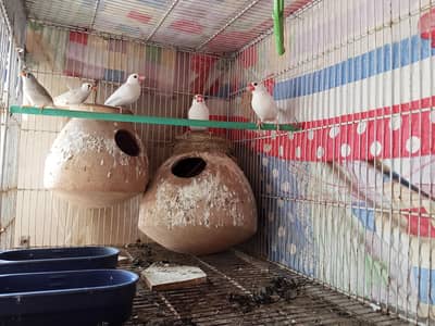 Birds for sale are available.