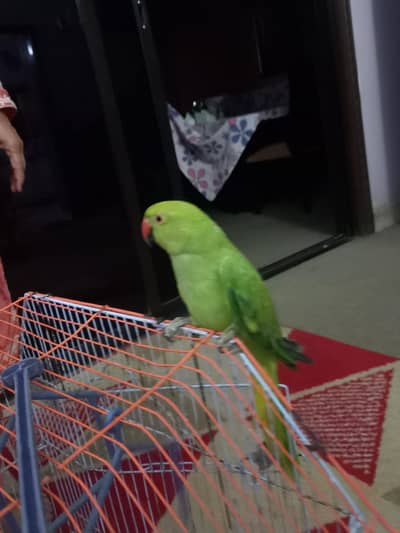 mittu  parrot