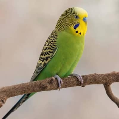 Australian Parrots Exchange