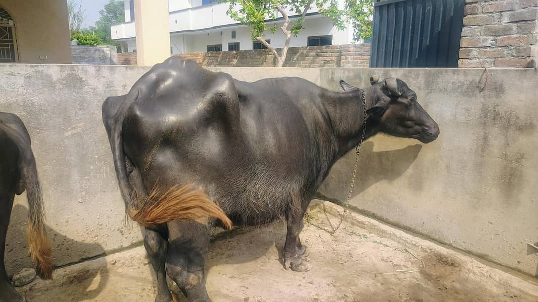 بھینس برائے فروخت | پانچویں مرتبہ سوئی ہے | ساتھ میں کٹا ہے 1
