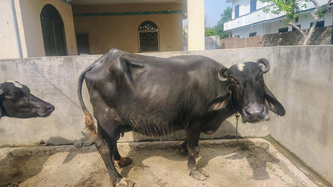 بھینس برائے فروخت | پانچویں مرتبہ سوئی ہے | ساتھ میں کٹا ہے 6