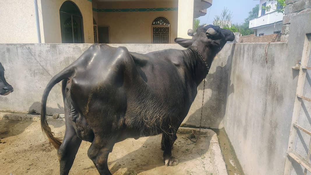بھینس برائے فروخت | پانچویں مرتبہ سوئی ہے | ساتھ میں کٹا ہے 11