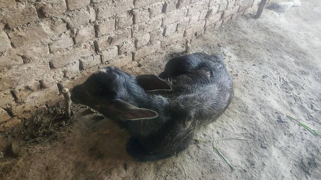 بھینس برائے فروخت | پانچویں مرتبہ سوئی ہے | ساتھ میں کٹا ہے 14
