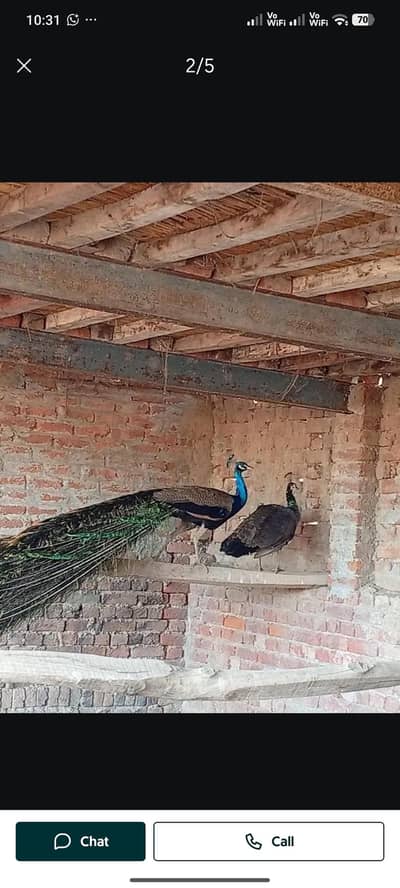 A+ quality Indian blue shoulder bareedr pair  for sale
