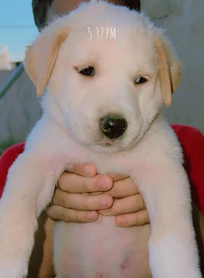 Labrador x Alsatian