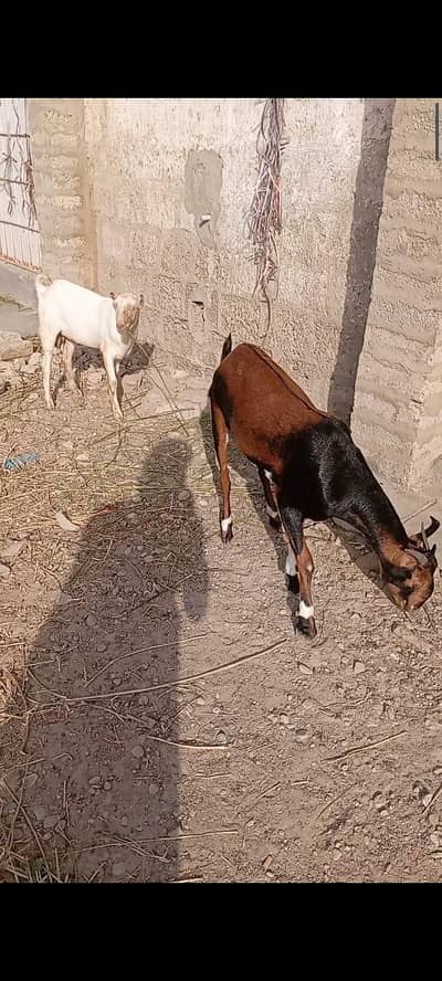 Teddy Gaot | kamori  Female Goat | High quality  | 4 dant |