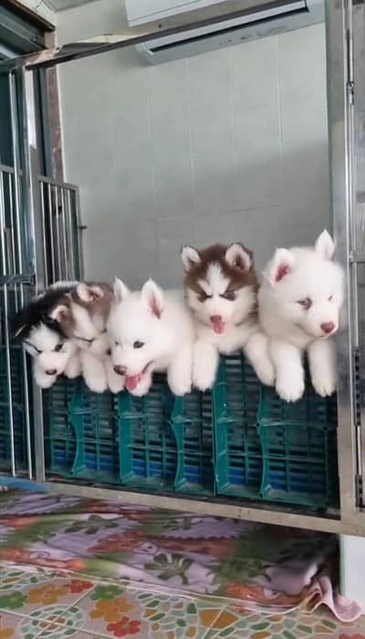 Siberian husky fore sale whtsaap number 0344//7375//372