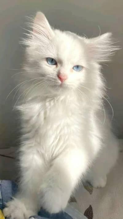 cats available single and pair