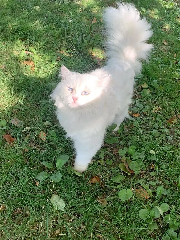 cats available single and pair — photo 3