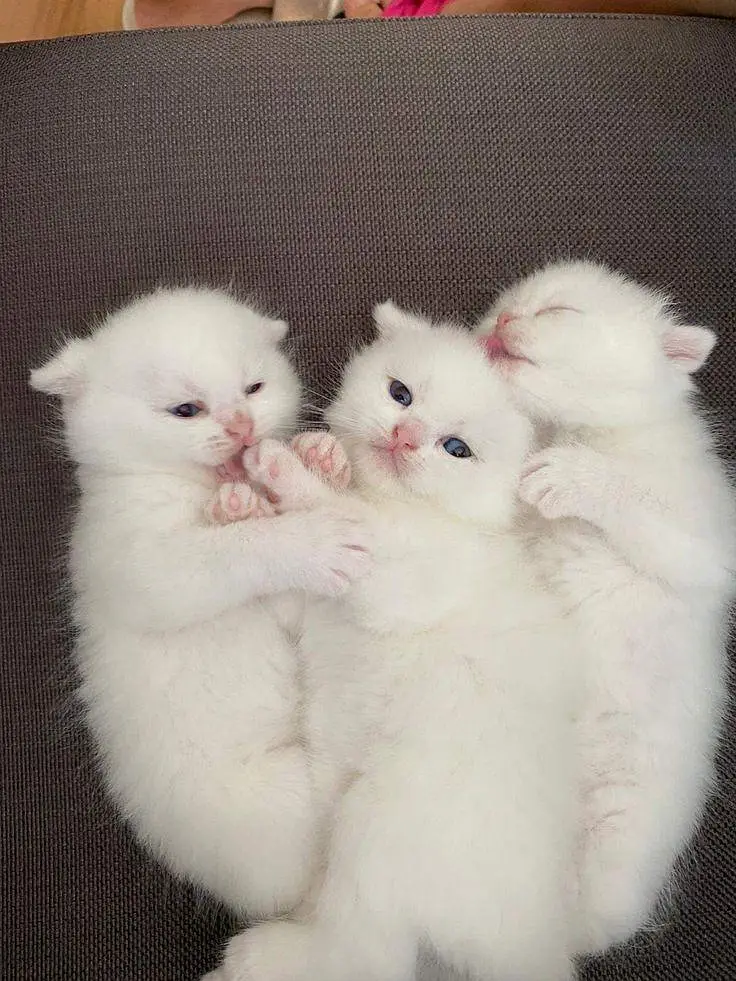 cats available single and pair — photo 4
