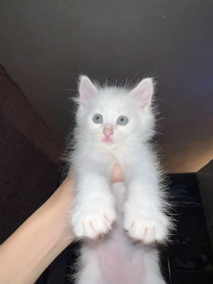 cats available single and pair — photo 8
