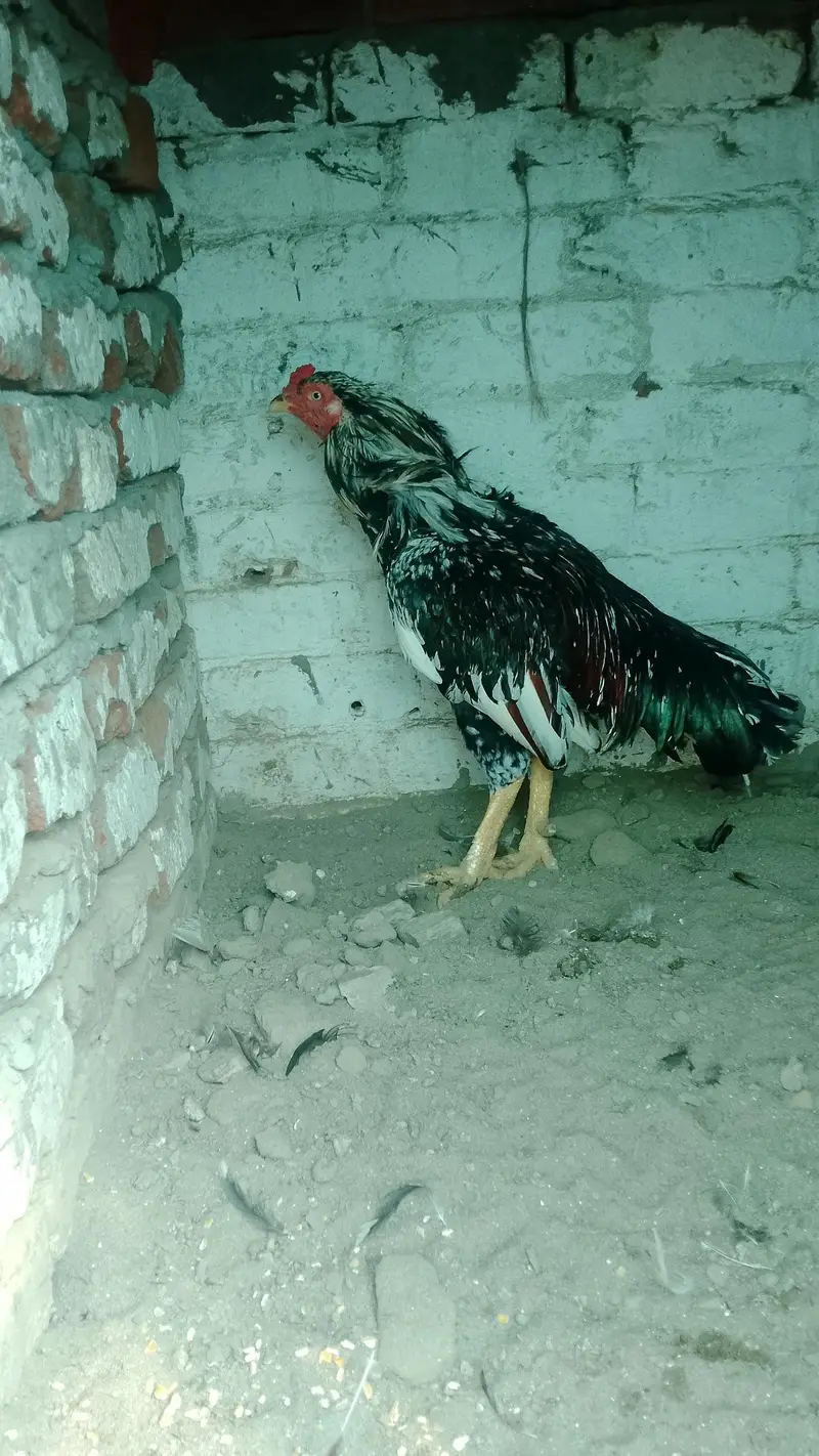 pyary lagty m NY Shok k liy rakhy thy — photo 2
