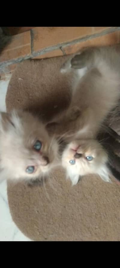 beautiful kittens