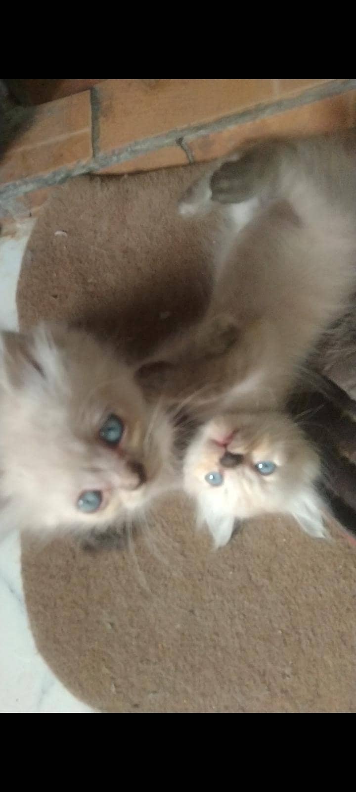 beautiful kittens 0