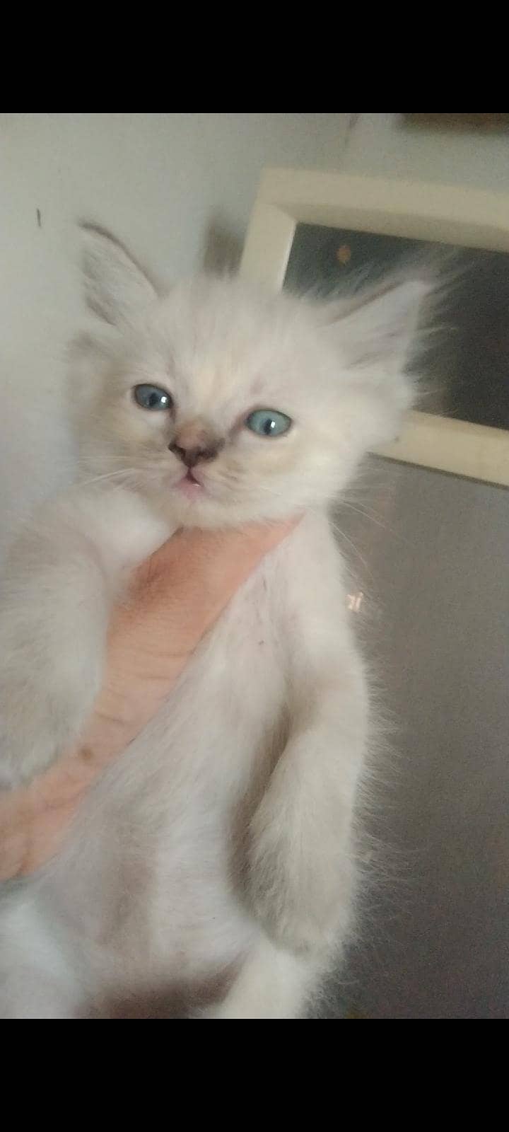 beautiful kittens 1