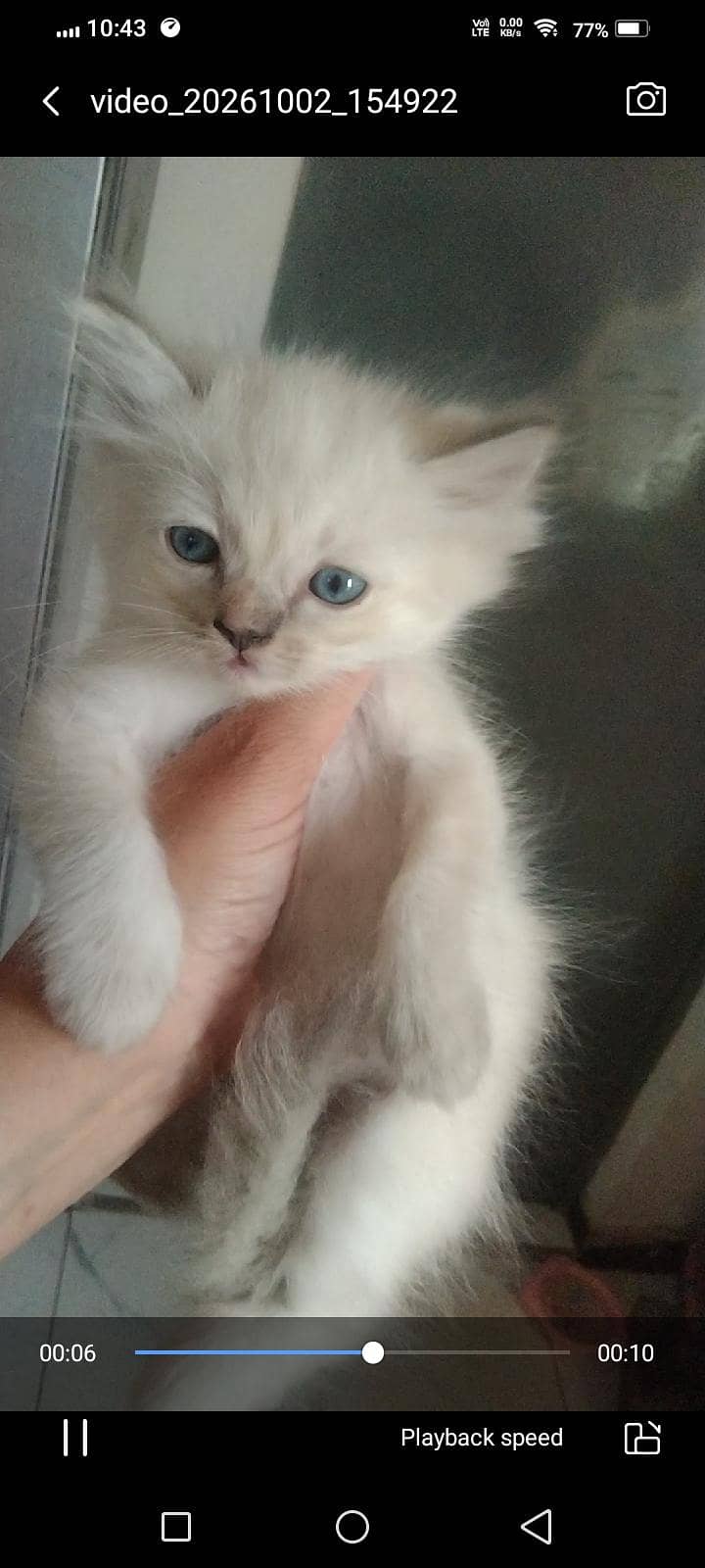 beautiful kittens 2