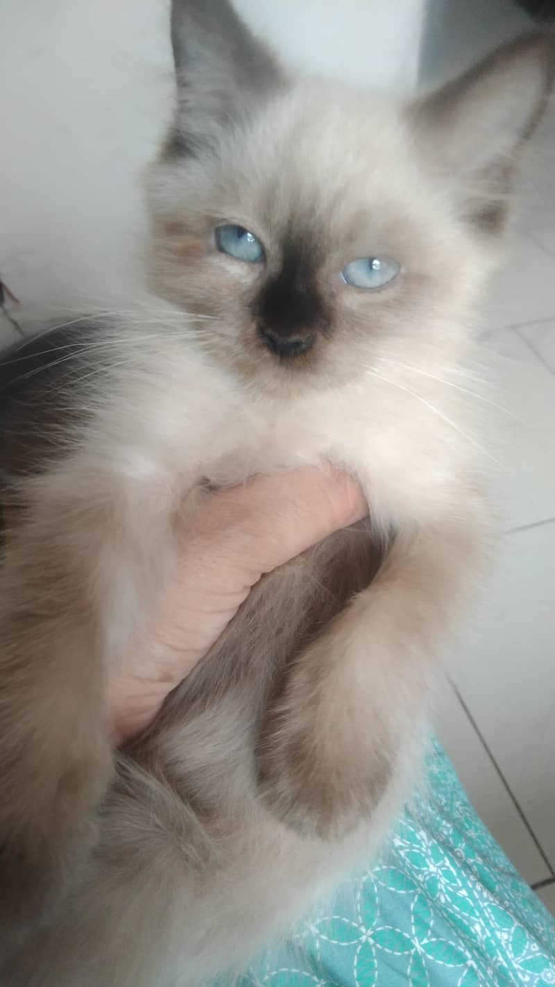 beautiful kittens 3