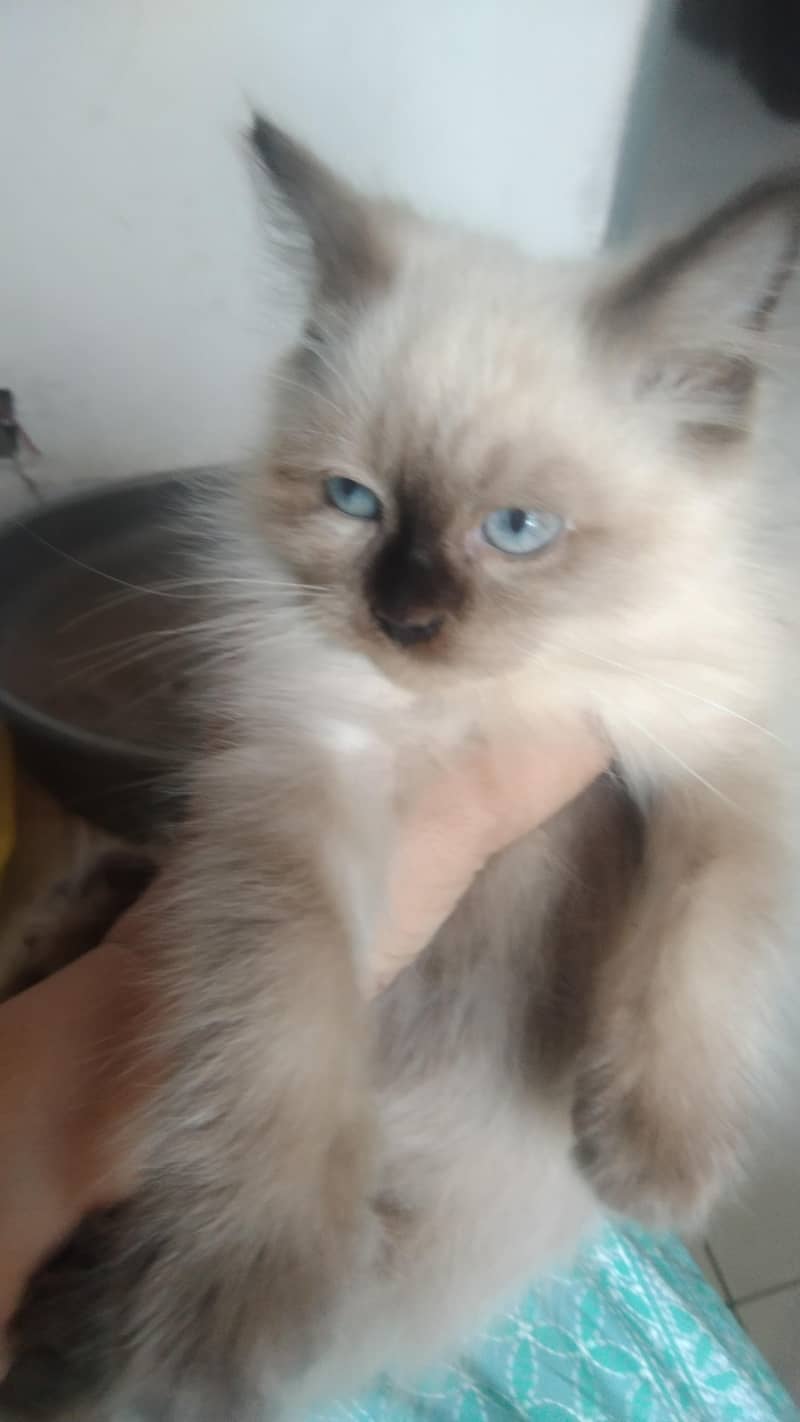 beautiful kittens 4