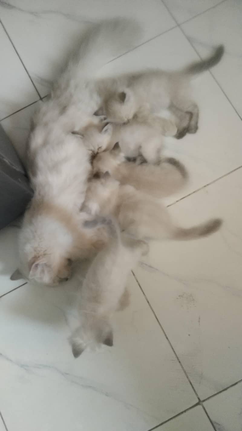 beautiful kittens 5