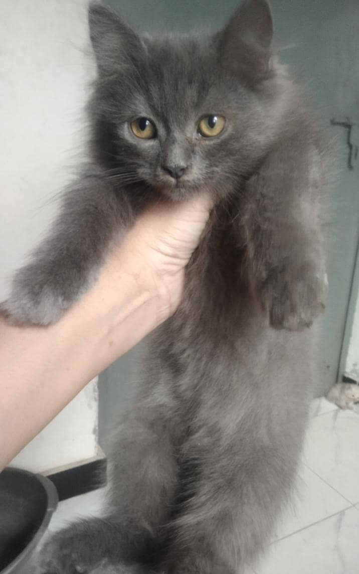 beautiful kittens 6