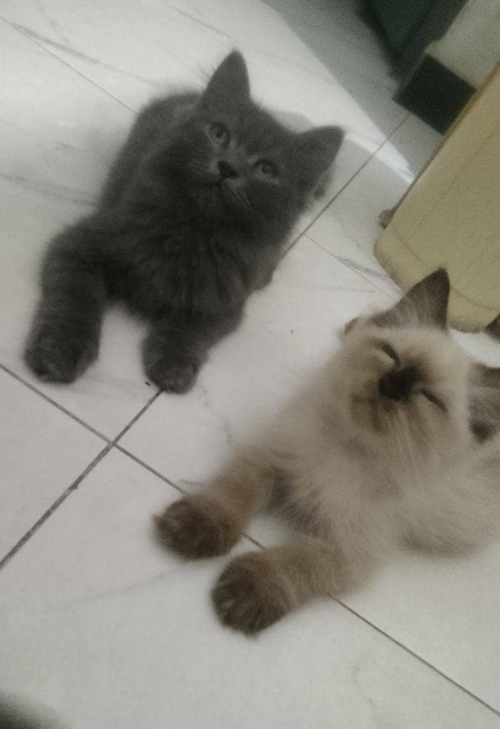 beautiful kittens 7