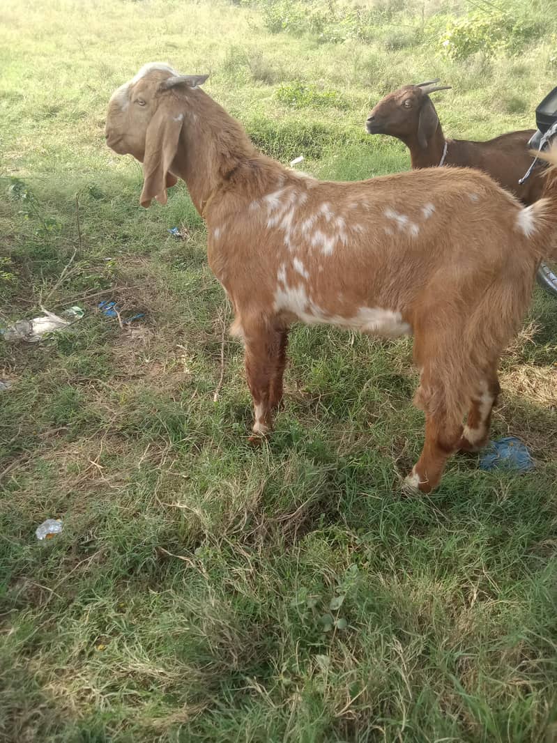 bakra 0