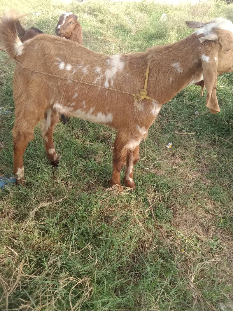 bakra 1