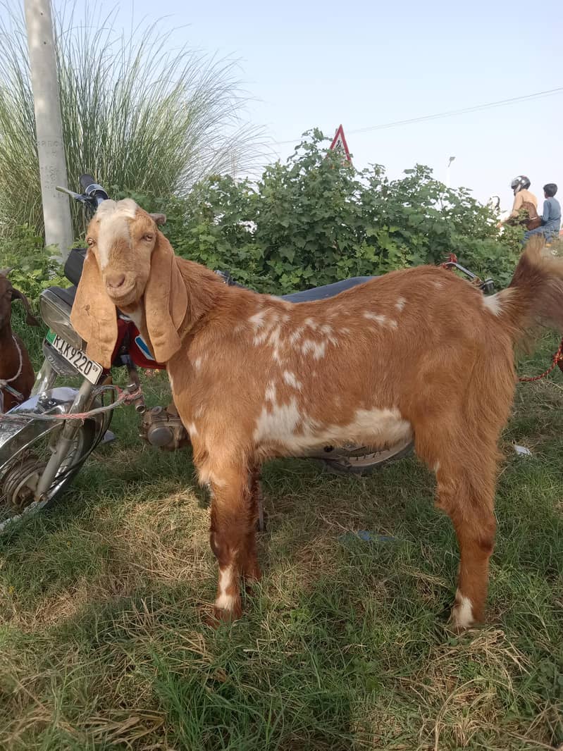 bakra 2