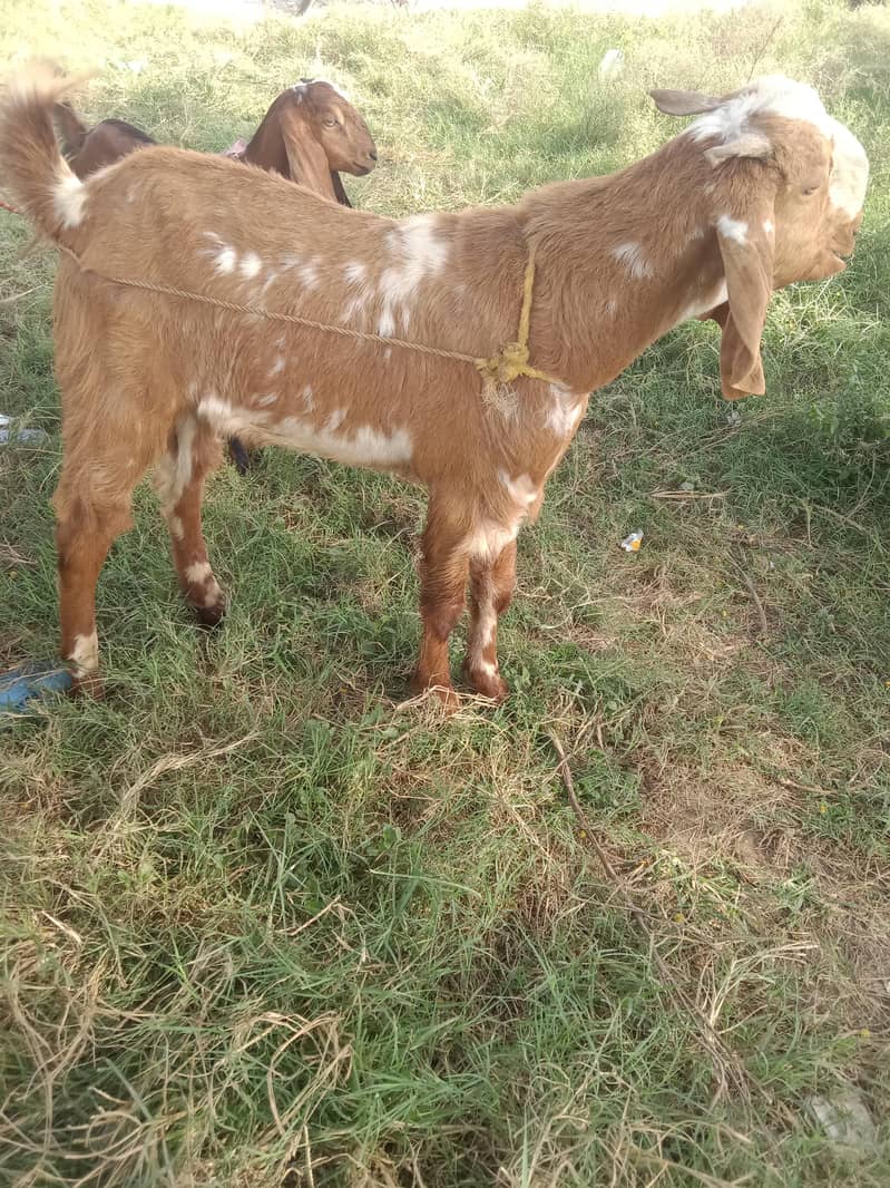 bakra 3