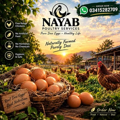 Desi Misri Golden Eggs (Non-Fertile) & Premium Misri Golden Pullets