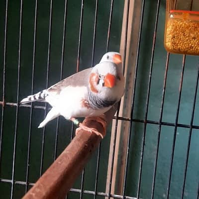 Finch Saddle back snow white