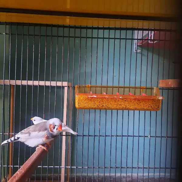 Finch Saddle back snow white — photo 2