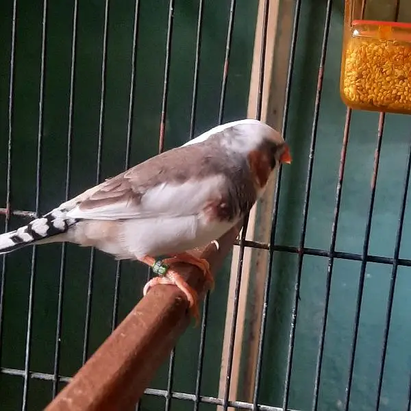 Finch Saddle back snow white — photo 3