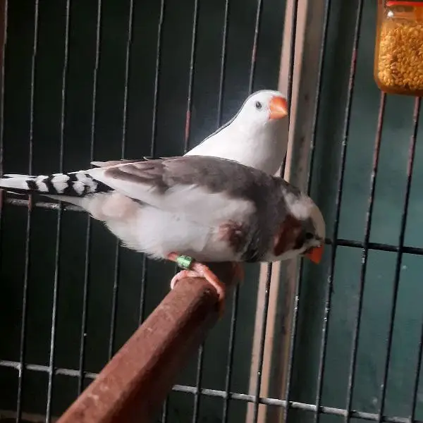 Finch Saddle back snow white — photo 5