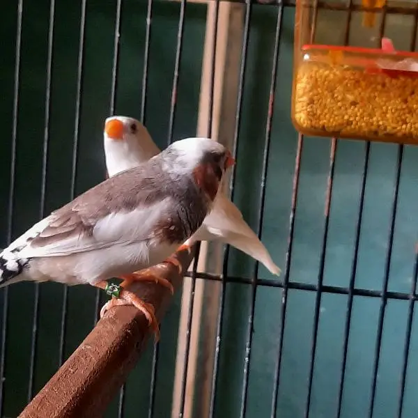 Finch Saddle back snow white — photo 6