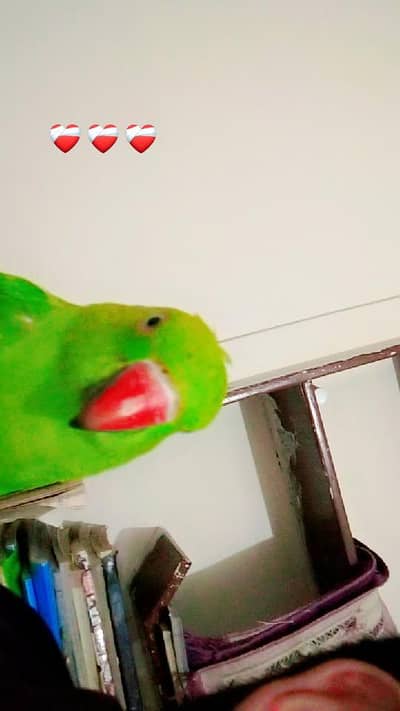 healthy parrot for sale