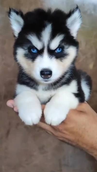 Siberian husky fore sale whtsaap number 0344//7375//372