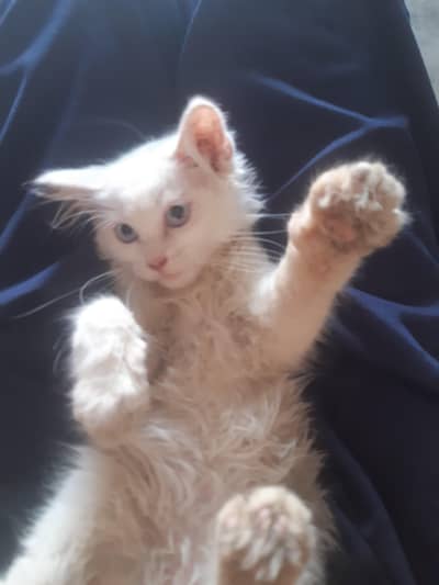 persion cat