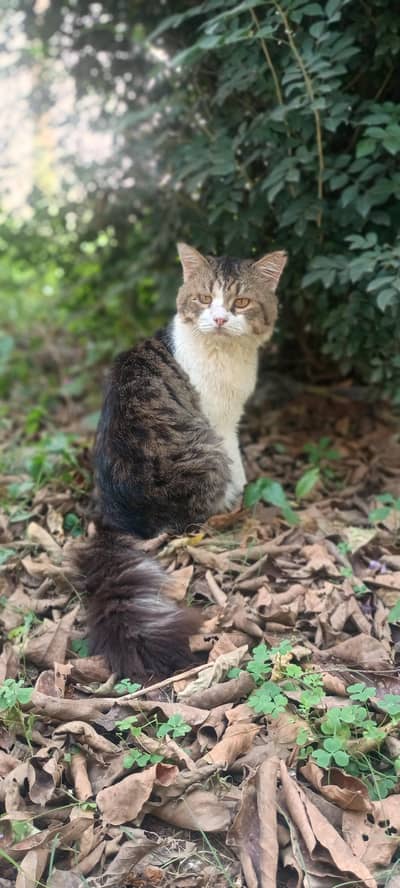 beautiful semi- punch persian male cat for sale