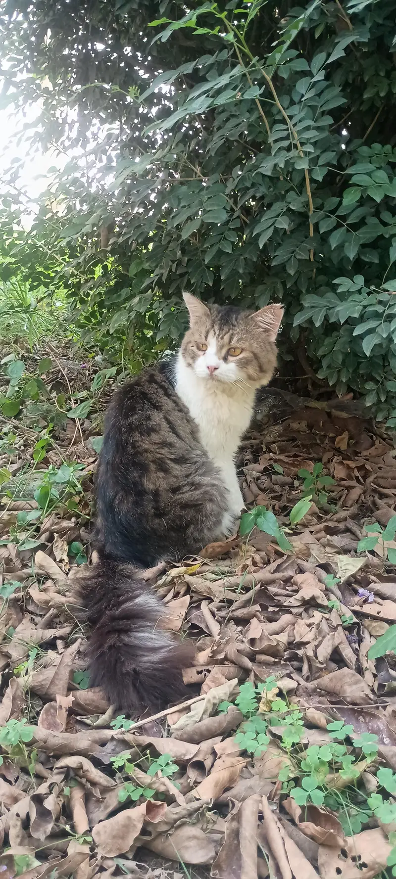 beautiful semi- punch persian male cat for sale — photo 3