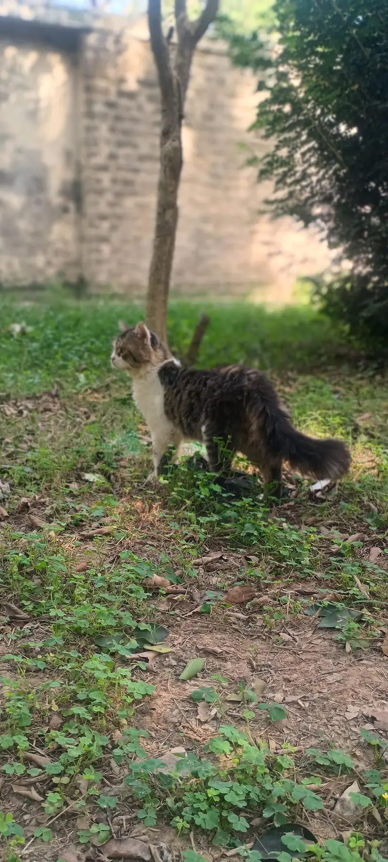 beautiful semi- punch persian male cat for sale — photo 4